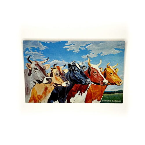 Vintage Postcard - Hoard's Dairyman Five Queens (Cows)